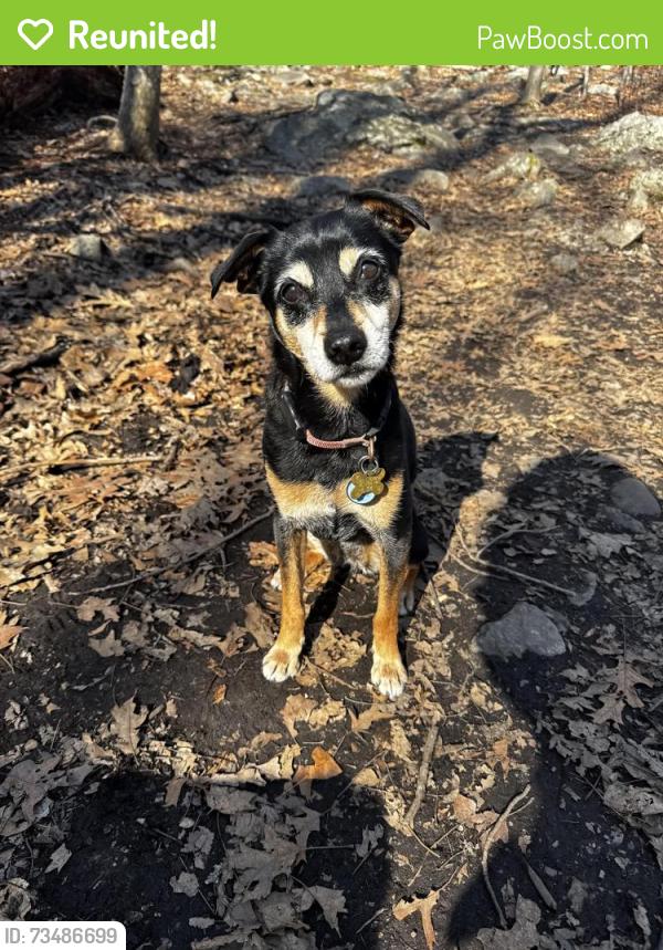 Reunited Female Dog last seen High St and Moody St in Waltham, MA, Waltham, MA 02453