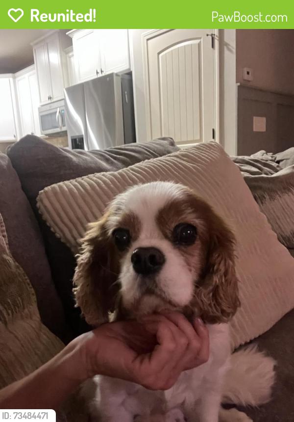 Reunited Male Dog last seen Mars Hill Lakes subdivision near Brookstone 2 and Ford Elementary, Acworth, GA 30101