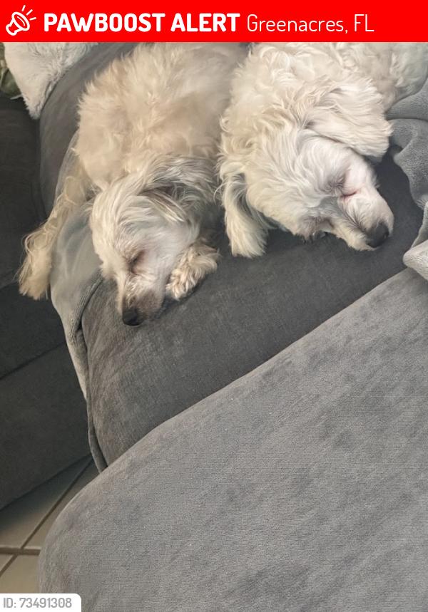 Lost Male Dog last seen Pine Ridge North, Greenacres, FL 33415