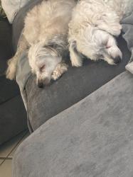 Lost Male Dog last seen Pine Ridge North, Greenacres, FL 33415