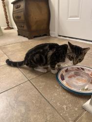 Found/Stray Male Cat last seen Enclave at Highland Ridge, Columbus, GA 31909