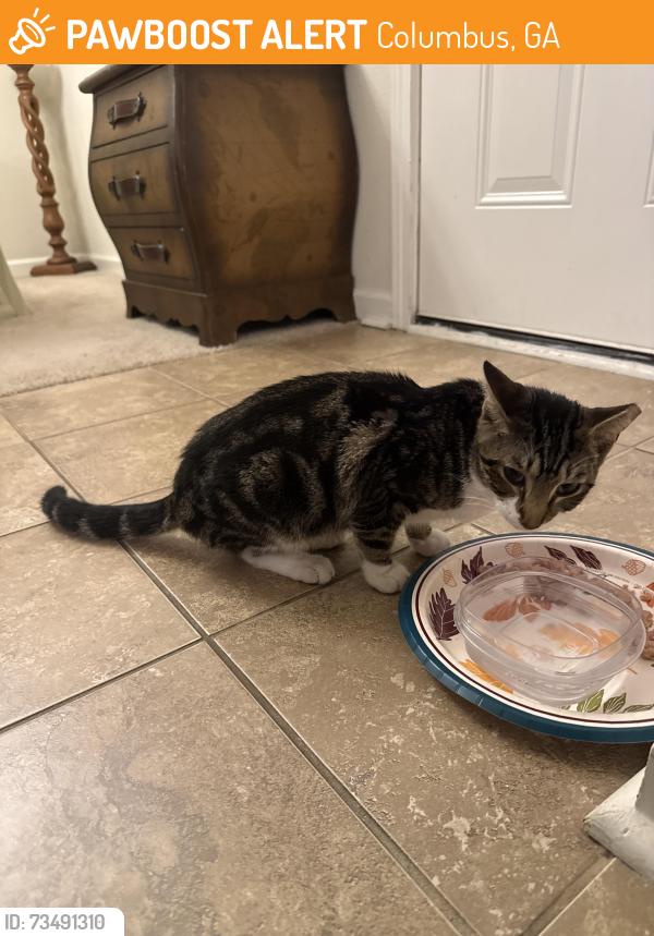 Found/Stray Male Cat last seen Enclave at Highland Ridge, Columbus, GA 31909