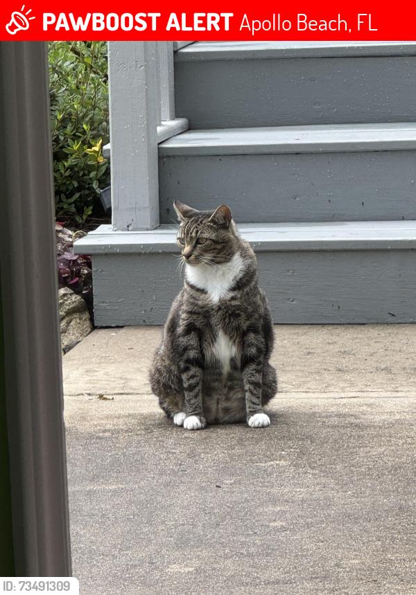 Lost Male Cat last seen Floridiana and Florida circle east, Apollo Beach, FL 33572
