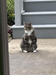Lost Male Cat last seen Floridiana and Florida circle east, Apollo Beach, FL 33572