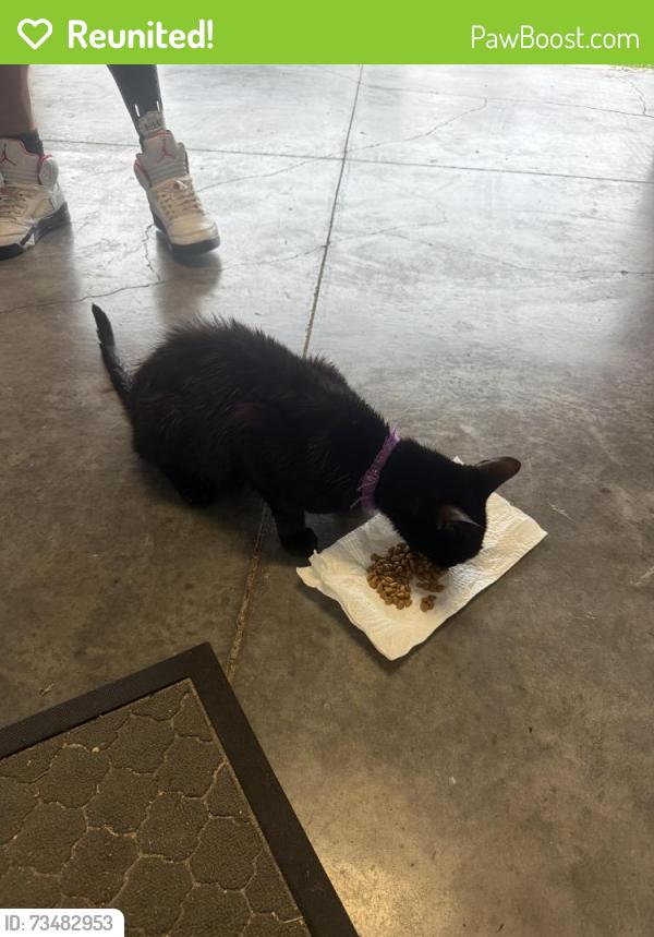 Reunited Unknown Cat last seen Lake Denham on 27, Leesburg, FL 34748