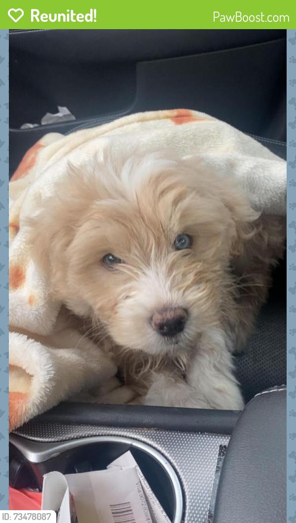 Reunited Male Dog last seen Cheney high school area, Cheney, WA 99004