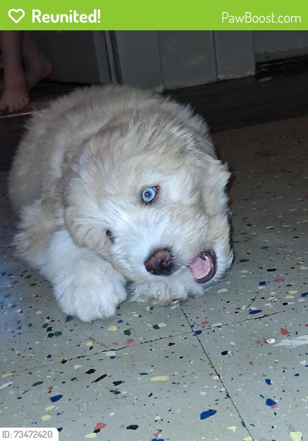 Reunited Unknown Dog last seen By cheney high school area, Cheney, WA 99004