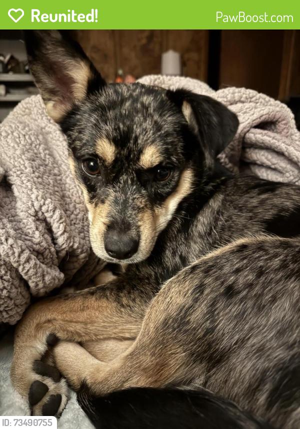 Reunited Female Dog last seen Eagle Creek and Pine Drive, Raleigh, NC 27606