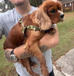 Reunited Male Dog last seen Garden Lakes / West Rome, Rome, GA 30165