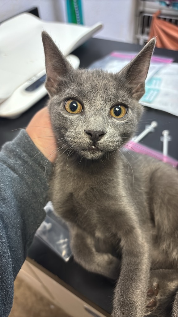 Shelter Stray Female Cat last seen Bexar County, 3353 Morningside Dr, New Braunfels, TX 78132, USA