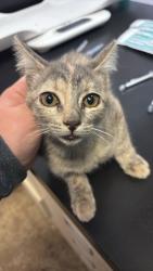 Shelter Stray Female Cat last seen Bexar County, 3353 Morningside Dr, New Braunfels, TX 78132, USA