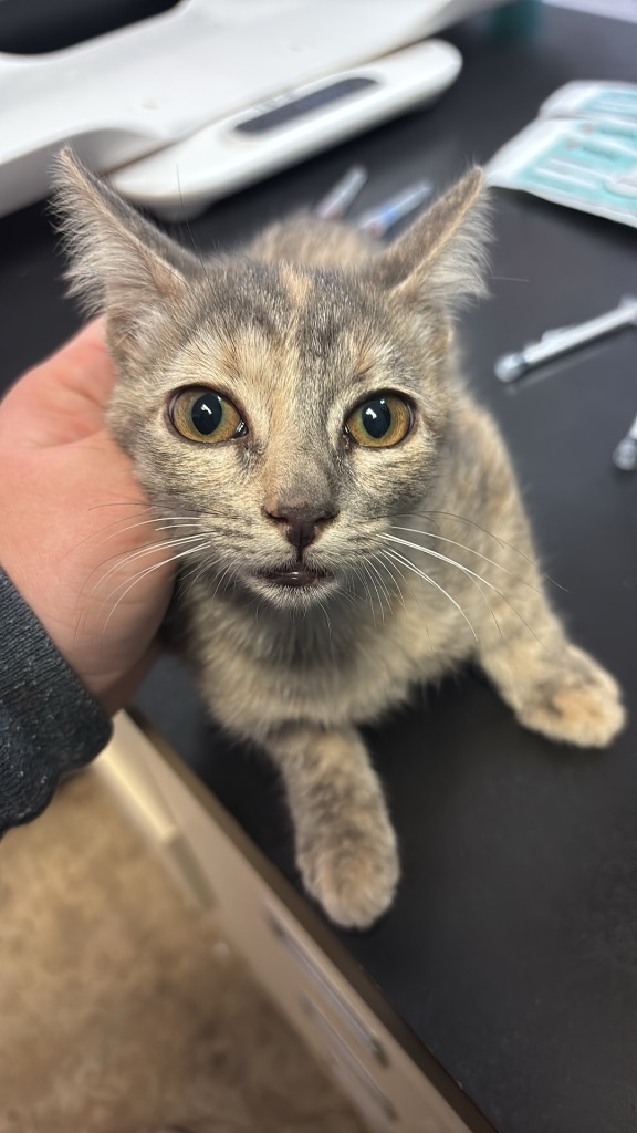 Shelter Stray Female Cat last seen Bexar County, 3353 Morningside Dr, New Braunfels, TX 78132, USA