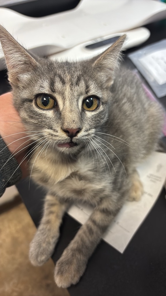 Shelter Stray Female Cat last seen Bexar County, 3353 Morningside Dr, New Braunfels, TX 78132, USA