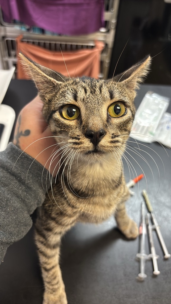 Shelter Stray Female Cat last seen Bexar County, 3353 Morningside Dr, New Braunfels, TX 78132, USA
