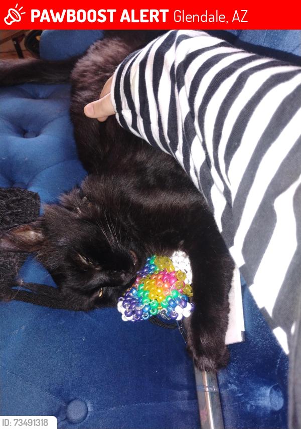 Lost Male Cat last seen 45th ave and union hills, Glendale, AZ 85308