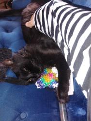 Lost Male Cat last seen 45th ave and union hills, Glendale, AZ 85308