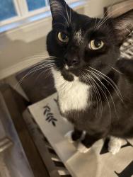 Reunited Male Cat last seen Boothe grv san antonio 78254, San Antonio, TX 78254