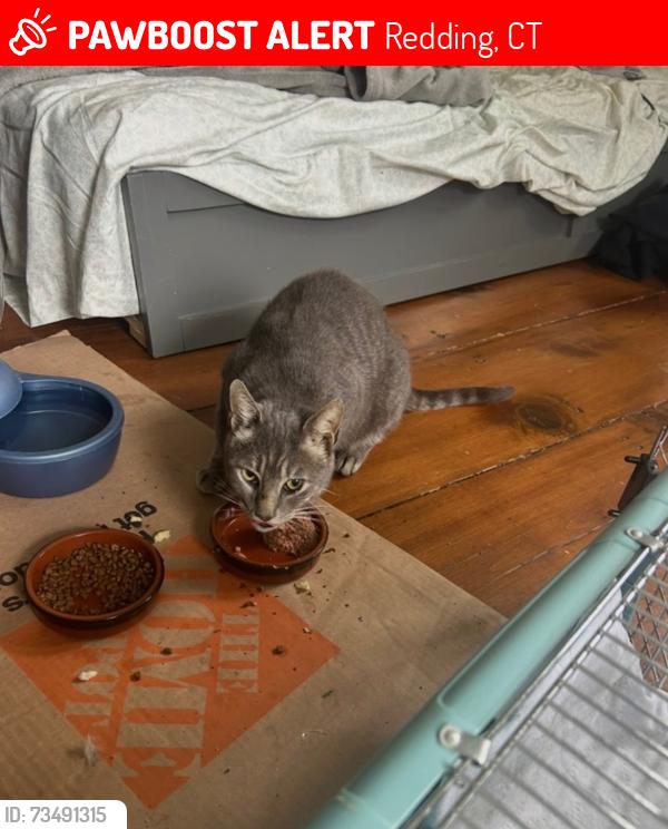 Lost Female Cat last seen Between Rt 7 and Sergeants Lane, Redding, CT 06896