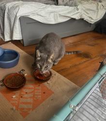 Lost Female Cat last seen Between Rt 7 and Sergeants Lane, Redding, CT 06896