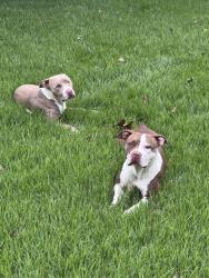 Found/Stray Female Dog last seen Germantown Parkway & Trinity Road, Memphis, TN 38018