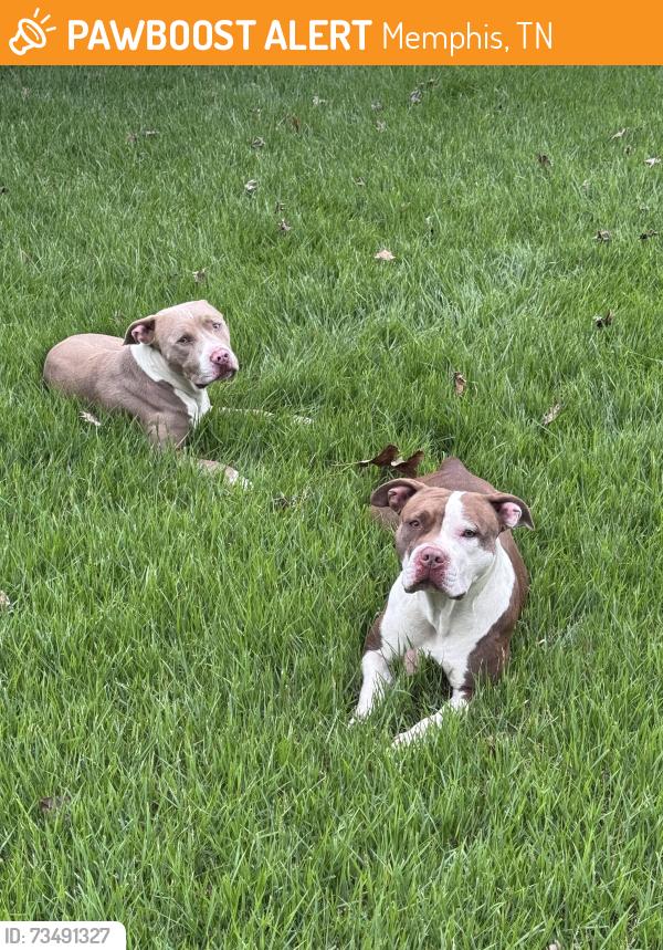 Found/Stray Female Dog last seen Germantown Parkway & Trinity Road, Memphis, TN 38018