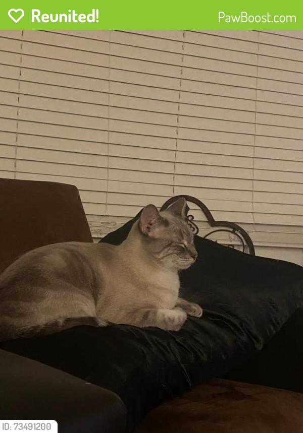 Reunited Male Cat last seen Park and Lester, Tucson, AZ 85719