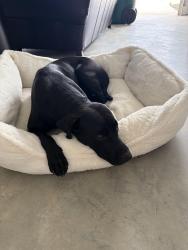 Reunited Female Dog last seen Hwy 19 outside of Thomasville before Camilla, Thomasville, GA 31758