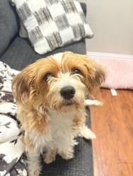 Lost Female Dog last seen By the 4 way stop on Crestwood and Ben Jordan, Victoria, TX 77901