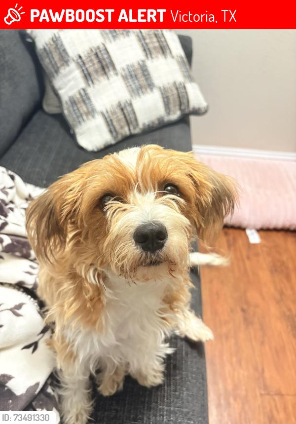 Lost Female Dog last seen By the 4 way stop on Crestwood and Ben Jordan, Victoria, TX 77901