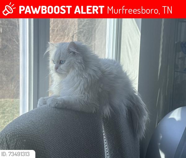 Lost Female Cat last seen Near N Tennessee blvd Murfreesboro tn 37130, Murfreesboro, TN 37130