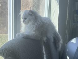 Lost Female Cat last seen Near N Tennessee blvd Murfreesboro tn 37130, Murfreesboro, TN 37130