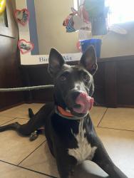 Reunited Male Dog last seen Shady Lane and Knoll Forest Dr, Greatwood, TX 77479