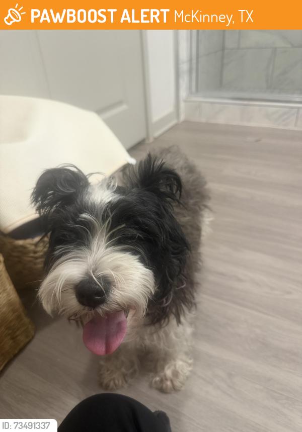 Found/Stray Male Dog last seen W McDermott dr Allen, McKinney, TX 75069