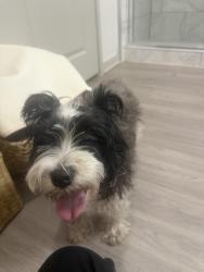 Found/Stray Male Dog last seen W McDermott dr Allen, McKinney, TX 75069