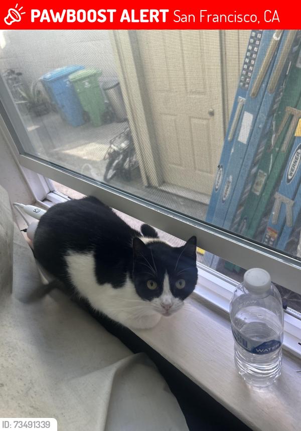 Lost Female Cat last seen Near Brussels Street, San Francisco, CA 94134