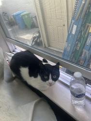 Lost Female Cat last seen Near Brussels Street, San Francisco, CA 94134