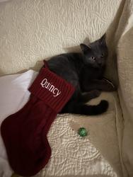 Lost Female Cat last seen Pollock and wigwam, Paradise, NV 89123