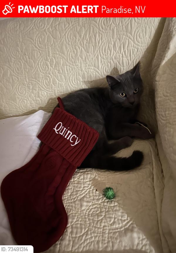 Lost Female Cat last seen Pollock and wigwam, Paradise, NV 89123