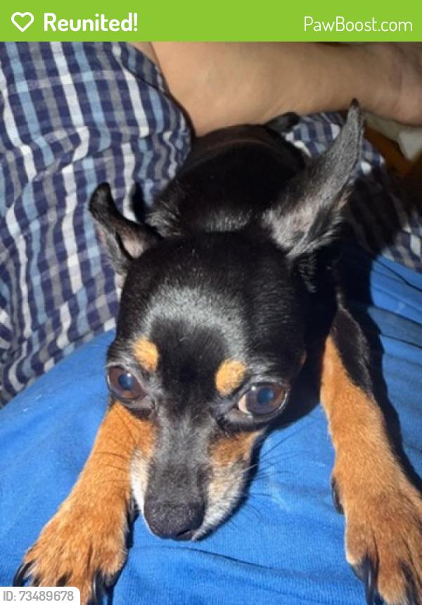 Reunited Female Dog last seen SW 56th St, Miami, FL, USA, Miami, FL 33155