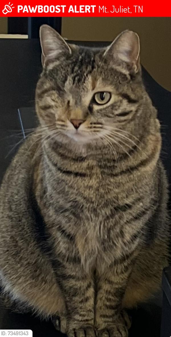 Lost Female Cat last seen Tate Lane, Mt. Juliet, TN 37122