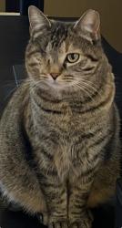 Lost Female Cat last seen Tate Lane, Mt. Juliet, TN 37122