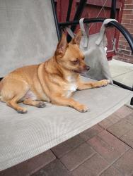 Found/Stray Male Dog last seen Bullpen, New Athens, IL 62264