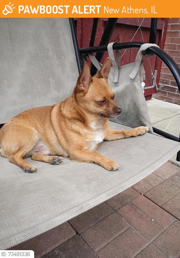 Found/Stray Male Dog last seen Bullpen, New Athens, IL 62264