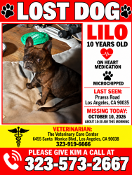 Reunited Female Dog last seen Pruess, Los Angeles, CA 90035