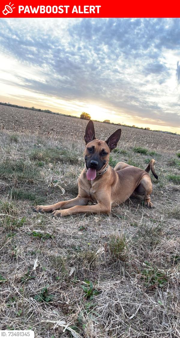 Lost Male Dog last seen Billet road, Greater London, England 