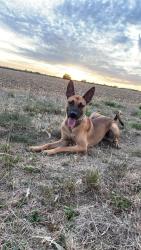 Lost Male Dog last seen Billet road, Greater London, England 