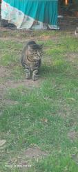 Found/Stray Unknown Cat last seen 45th and N. MacArthur Blvd, Warr Acres, OK 73122