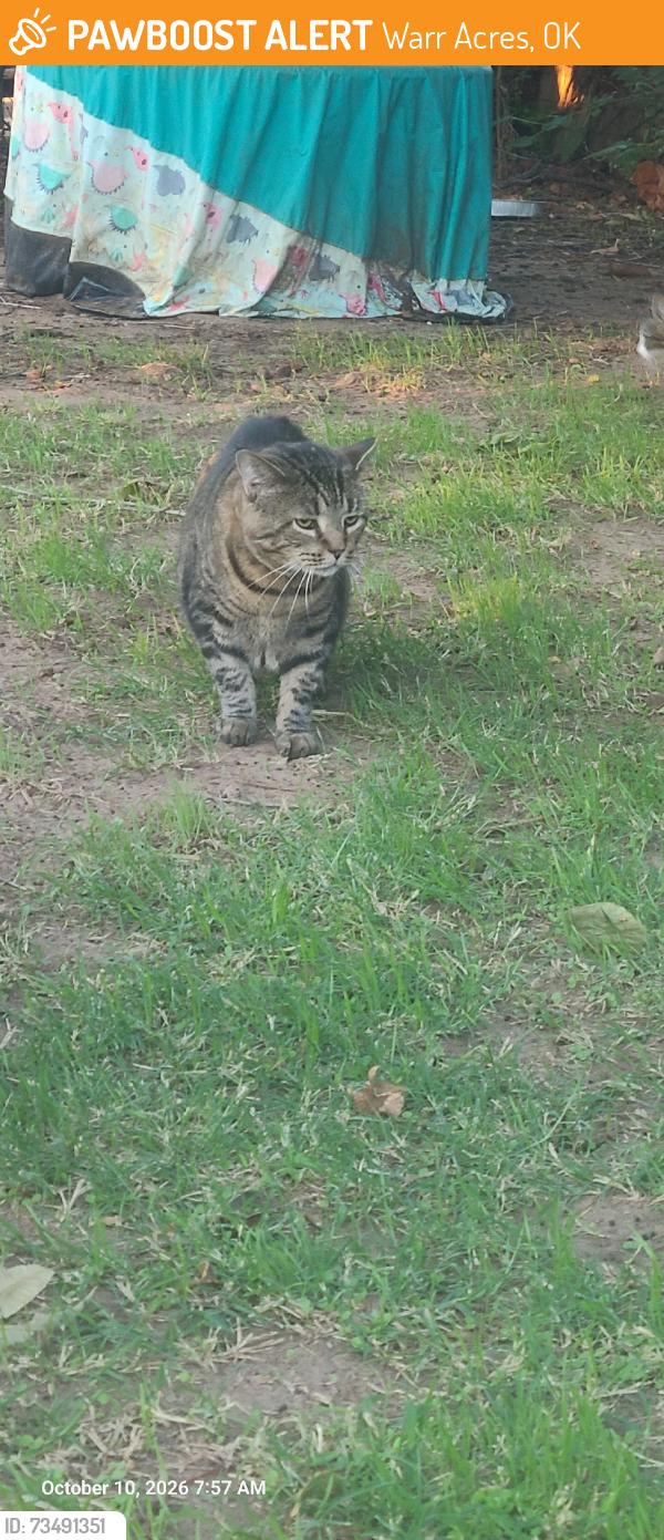 Found/Stray Unknown Cat last seen 45th and N. MacArthur Blvd, Warr Acres, OK 73122