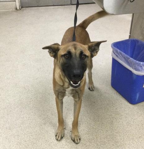 Shelter Stray Male Dog last seen Near BLOCK ARLINGTON AVE, RIVERSIDE, CA, 6851 Van Buren Boulevard, Jurupa Valley, CA 92509, USA