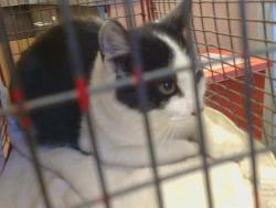 Shelter Stray Unknown Cat last seen MAGNOLIA AVE/WASHINGTON AVE, 95615, 3839 Bradshaw Rd, Sacramento, CA 95827, USA